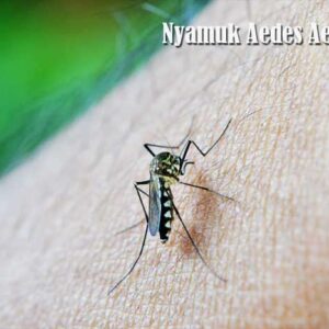 nyamuk Aedes Aegypti