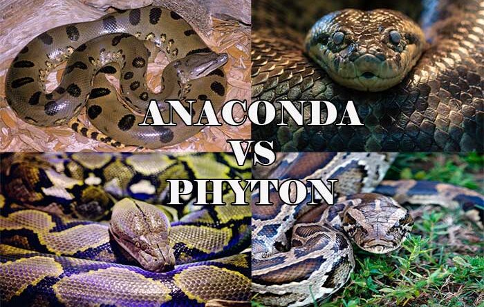 Ular Anaconda dan Phyton