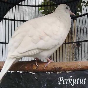 Perkutut Putih