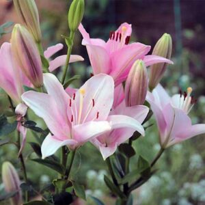 Bunga Lili (Lilium Candidum)