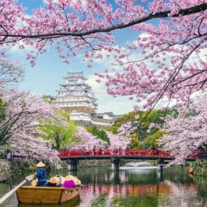 Bunga Sakura (Prunus Jamasakura)