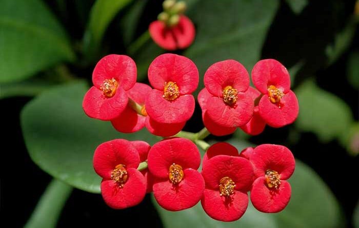 Euphorbia Bunga Delapan Dewa