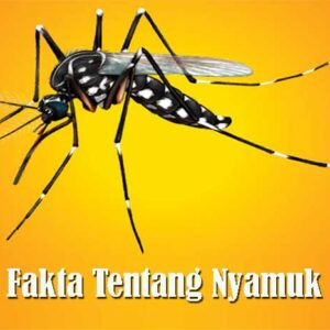 Fakta Tentang Nyamuk