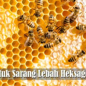 Bentuk Sarang Lebah Heksagonal