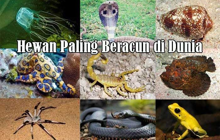 Hewan Paling Beracun di Dunia