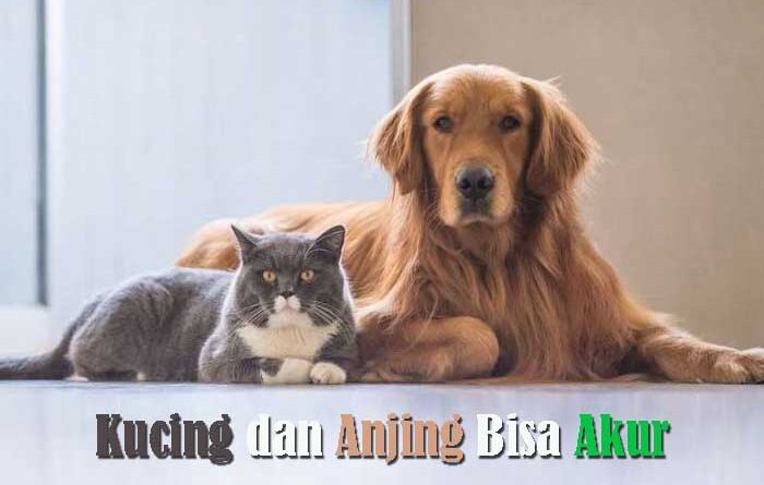 Kucing dan Anjing Tidak Bisa Akur