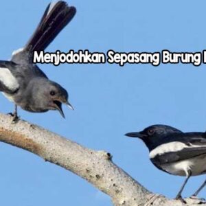 Menjodohkan Sepasang Burung Kacer