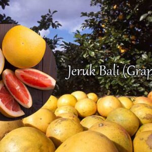 jeruk bali (grapefruit)