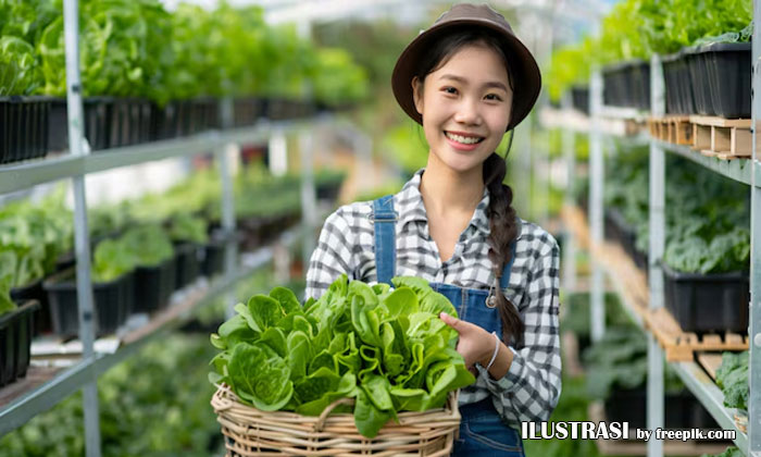 keunggulan dan tantangan bertani hidroponik